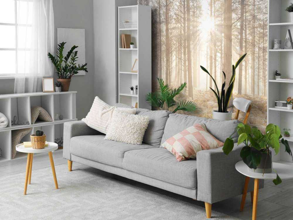 Rayons de soleil dans une forêt froide