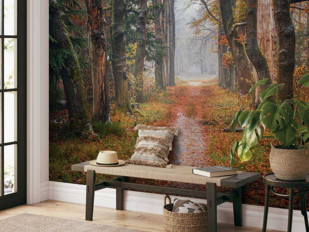 Chemin forestier avec de vieux arbres