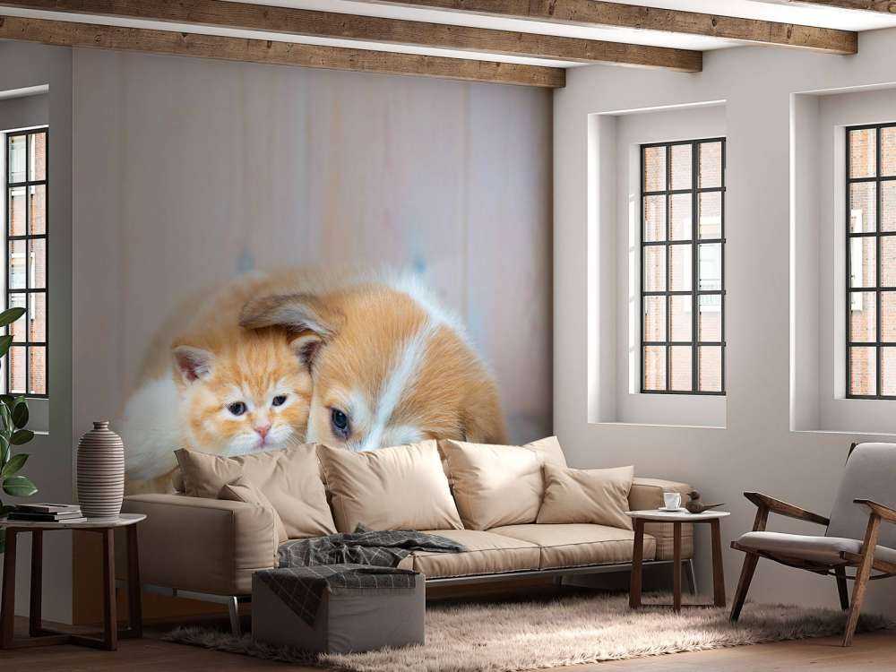 Papier peint de chat. Photo d'un chaton et d'un chiot.