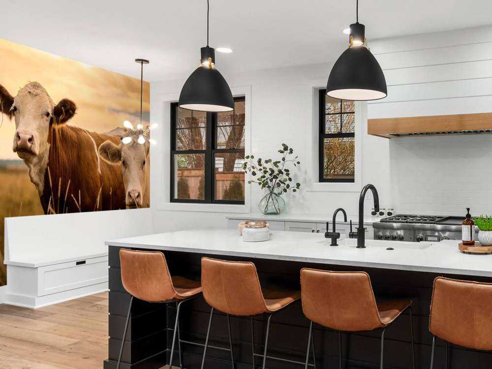 Les vaches au soleil du soir