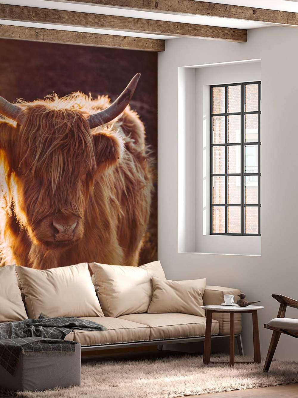 Le Highland écossais au soleil