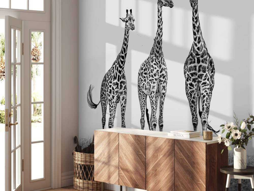 Giraffes in the Mara plains