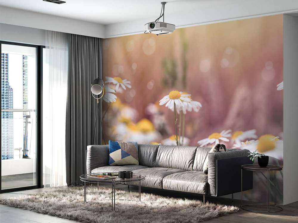 Champ de marguerites