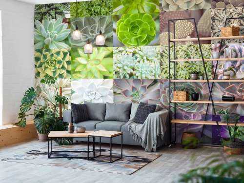 Collage de succulents