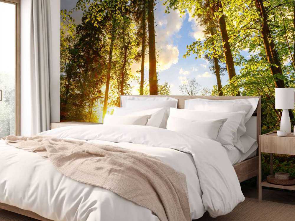 Coucher de soleil à travers les arbres