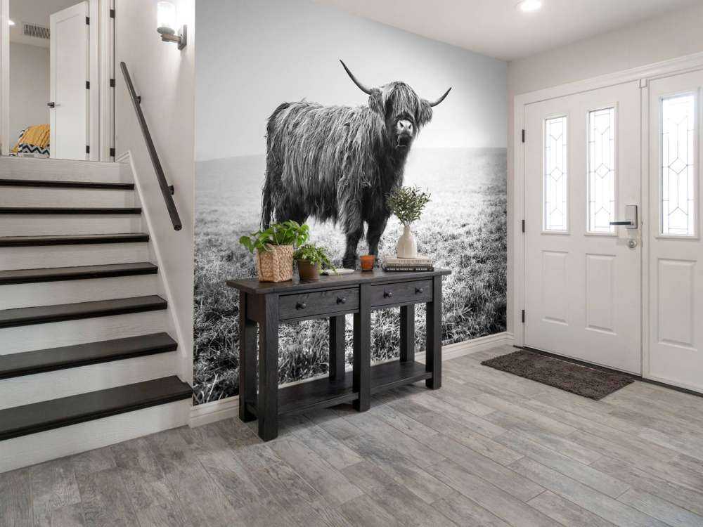 Le Highland écossais dans l'herbe