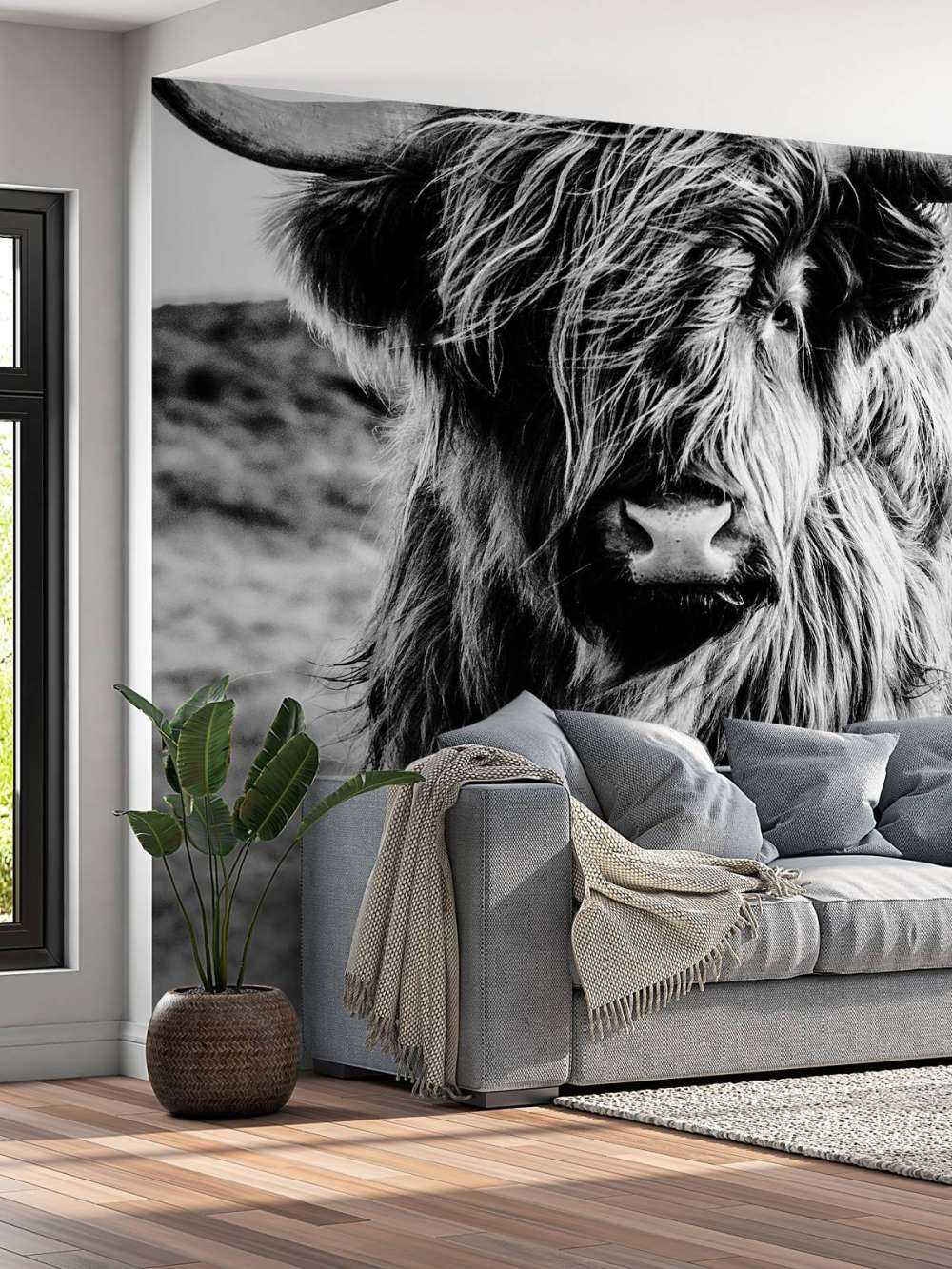 Le Highland écossais en noir et blanc