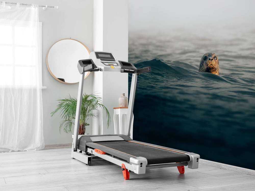 Un phoque au large des côtes danoises