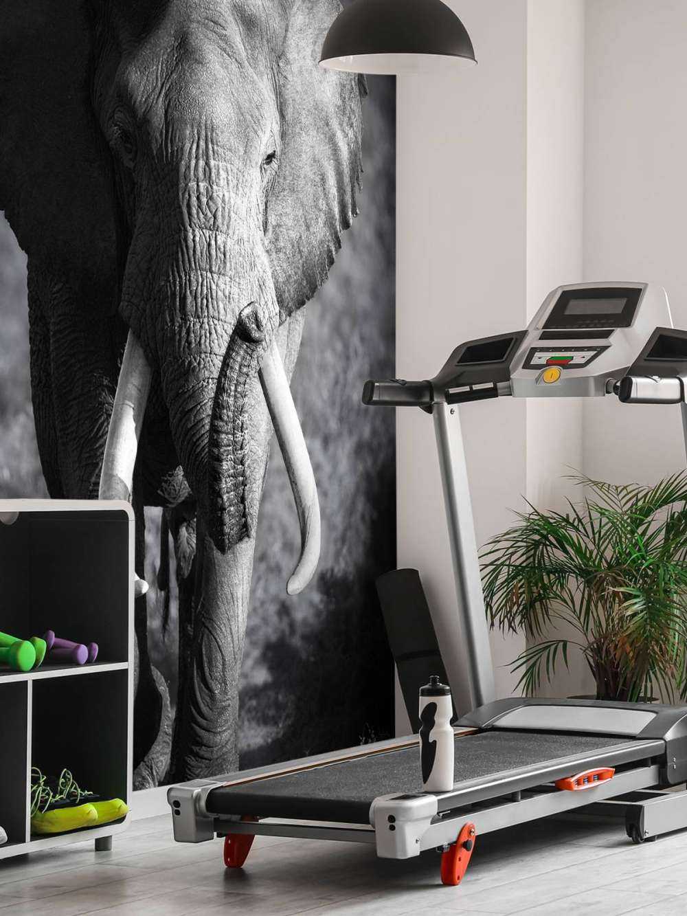 éléphant d'Afrique