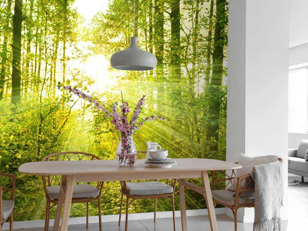 Soleil dans une forêt verdoyante