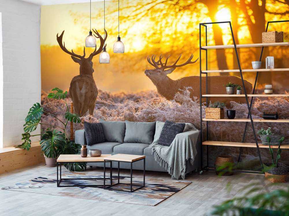 Cerfs au coucher du soleil