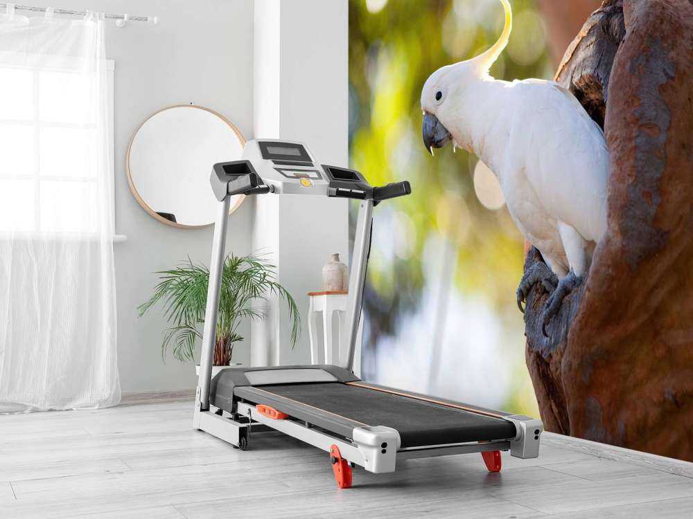 Cacatoès dans la cavité d'un arbre