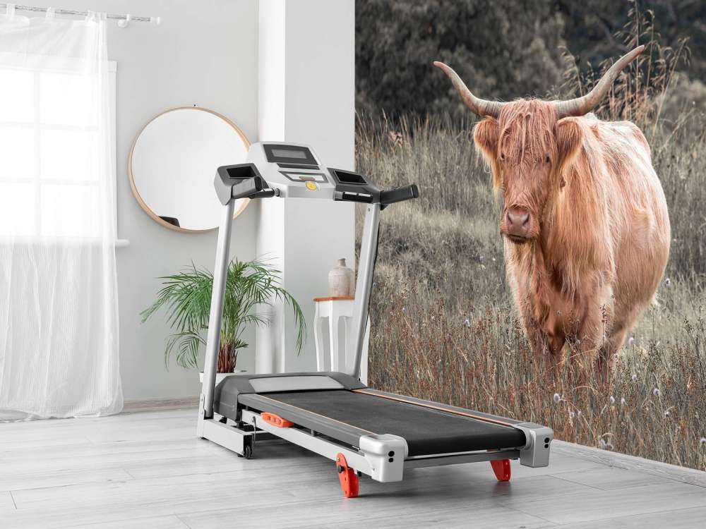 Highlander écossais dans un champ