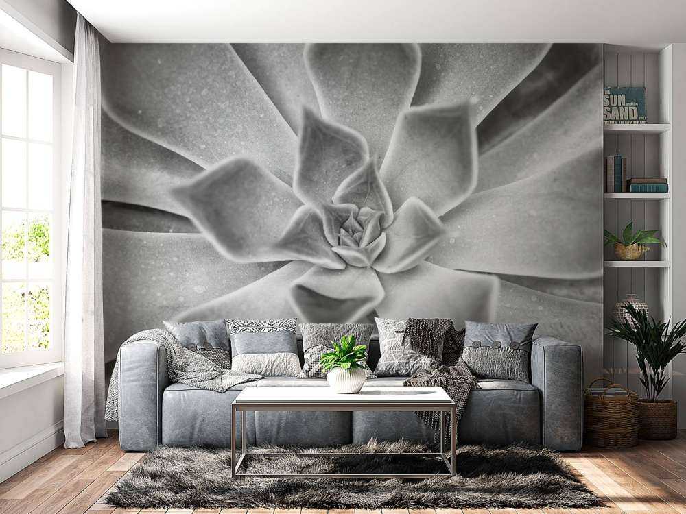 Succulent en noir et blanc