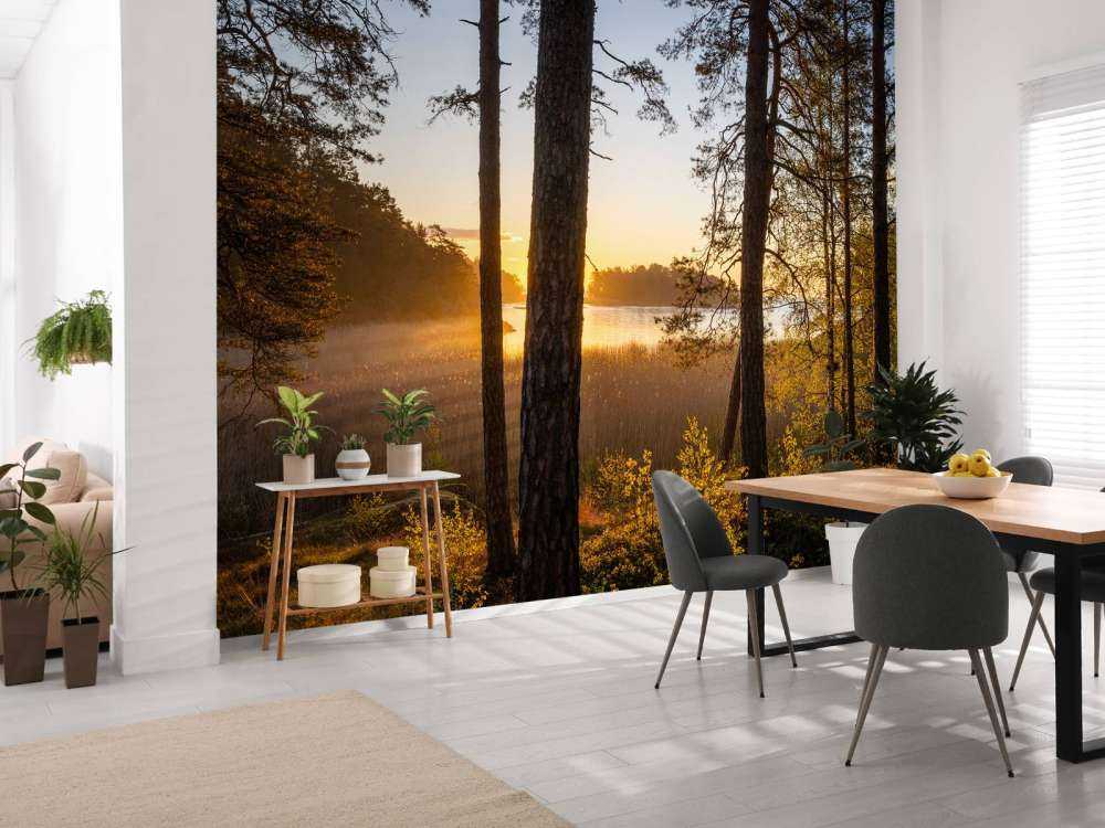 Forêt au coucher du soleil