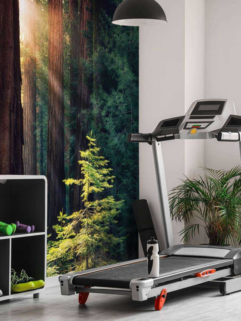 Lumière du soleil entre les acajous