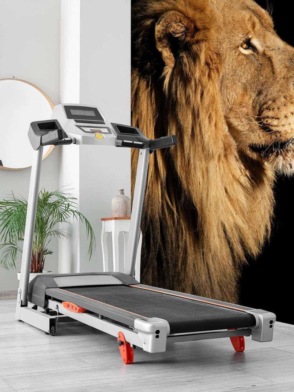 Profil latéral d'un lion