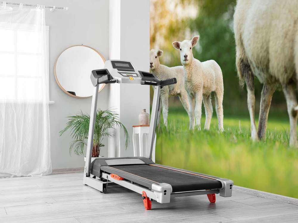 Mouton mère avec agneaux