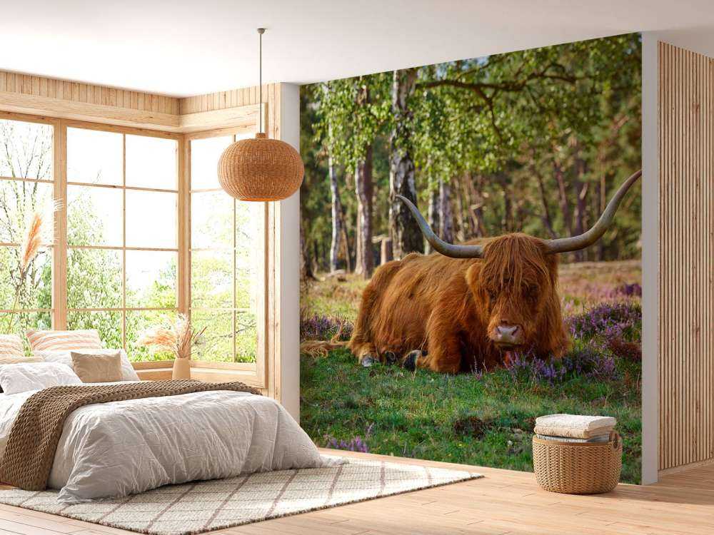 Le repos du Highland écossais