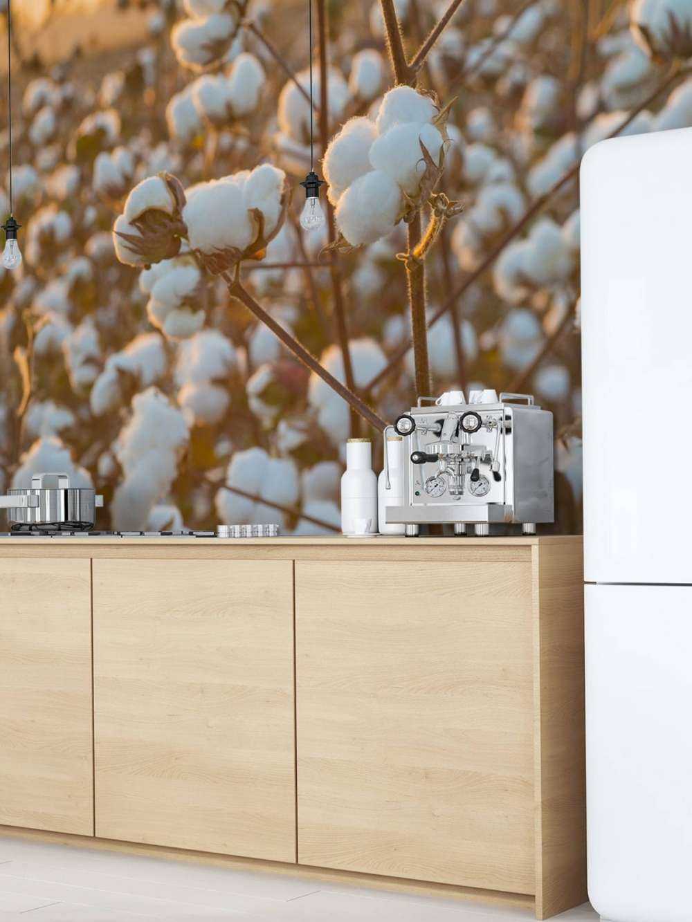 Champ de coton avec un ciel jaune doré