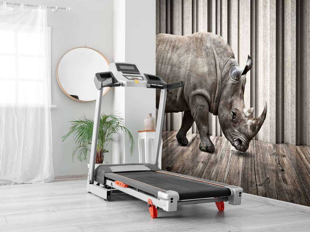 Rhinocéros dans le hall