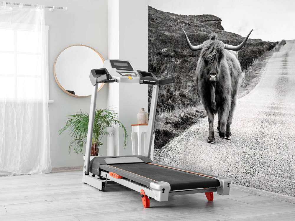 Le Highland écossais sur la route