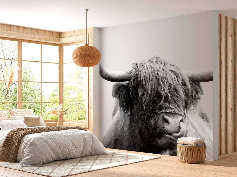 Drôle de Highland écossais