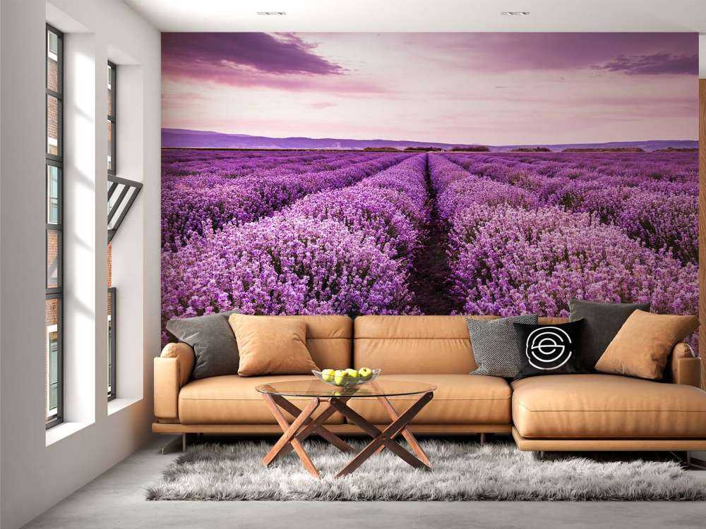 Les buissons de lavande