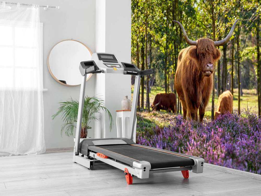 Les Highlands dans une réserve naturelle