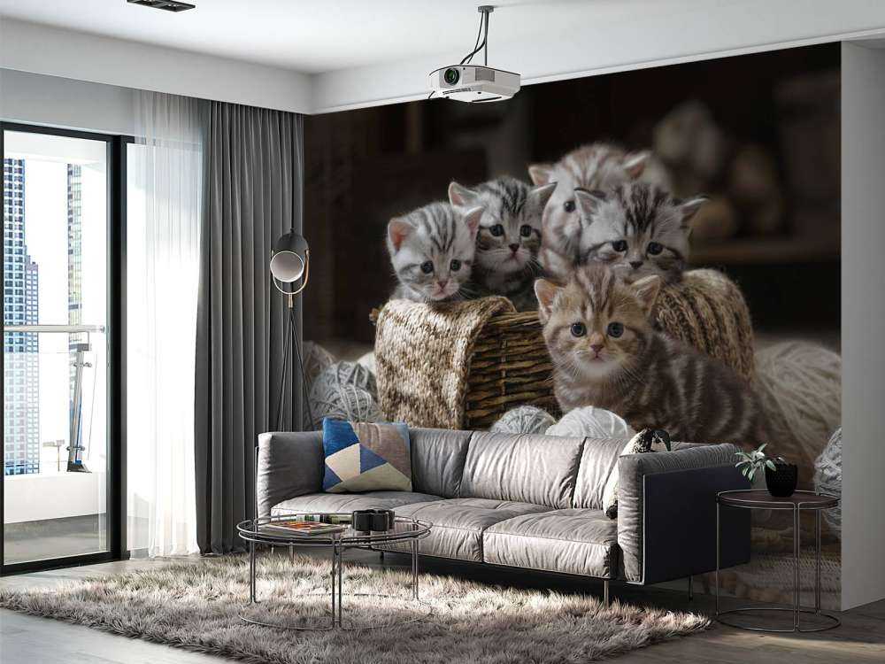 Chatons avec de la laine