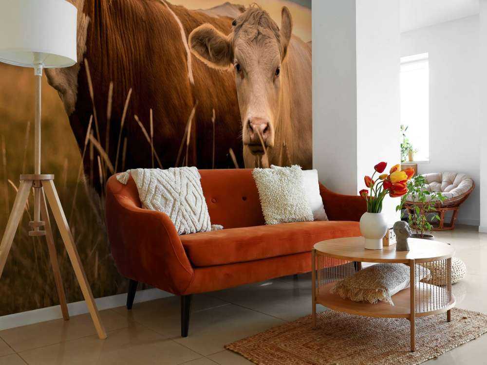 Les vaches au soleil du soir