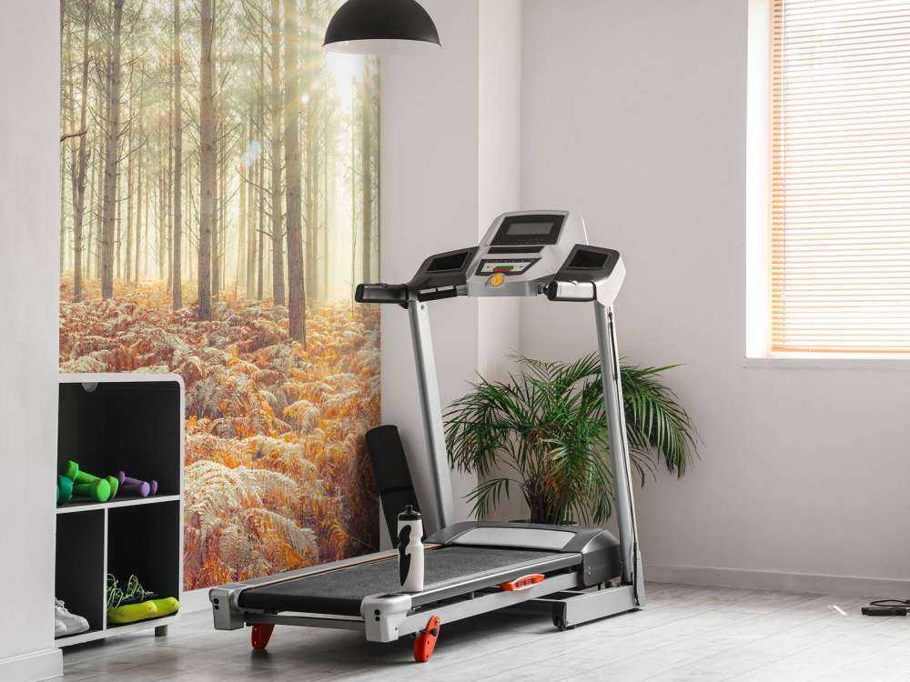 Rayons de soleil à travers des arbres froids