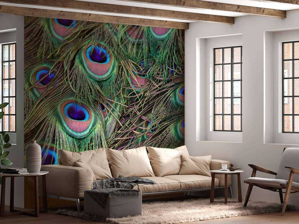 Gros plan sur des plumes paon