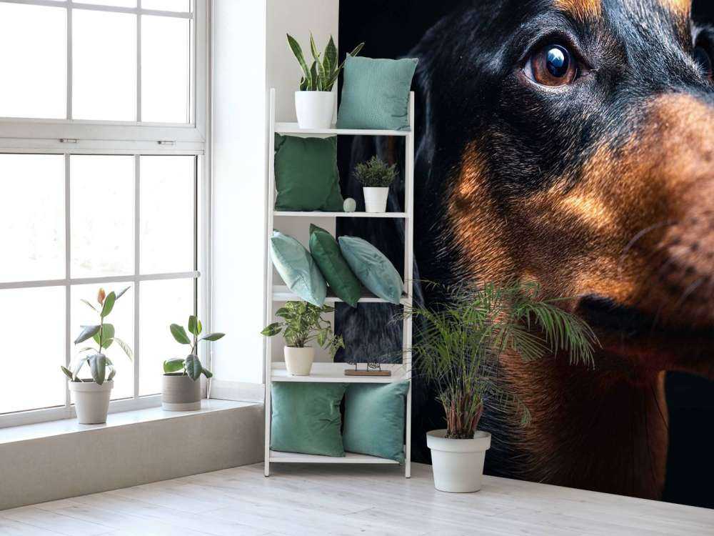 Portrait de fier teckel