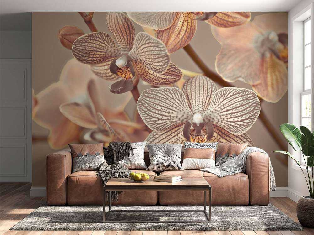 Gros plan d'orchidée