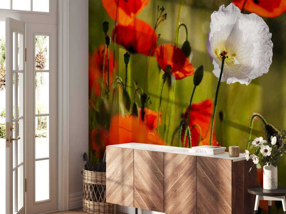 Groupe de coquelicots