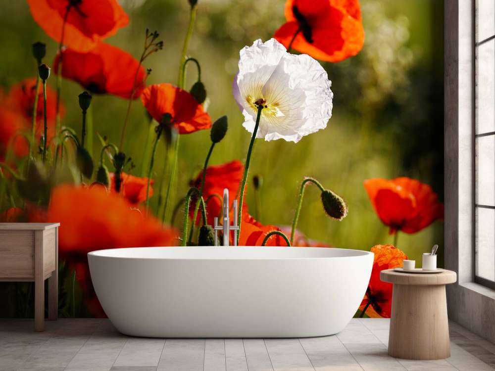 Groupe de coquelicots