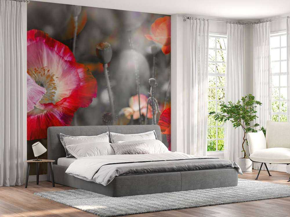 Coquelicots en noir, blanc, rouge