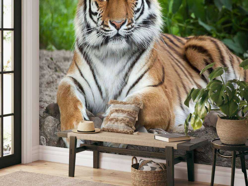 Tigre