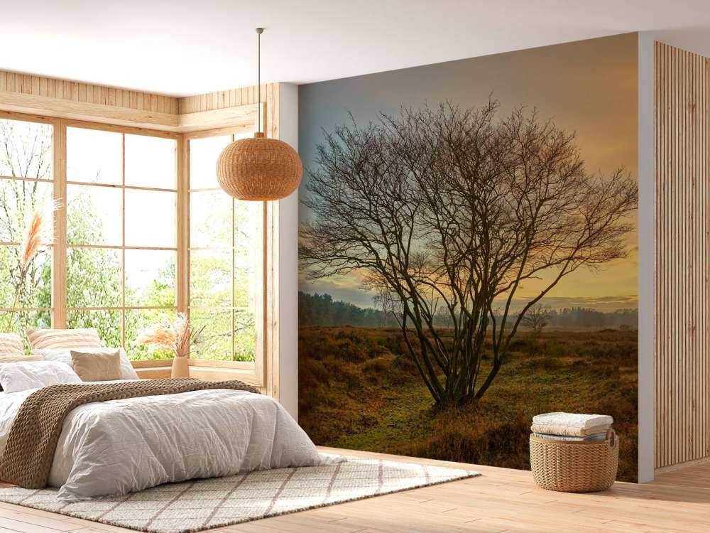 Lever de soleil sur la lande