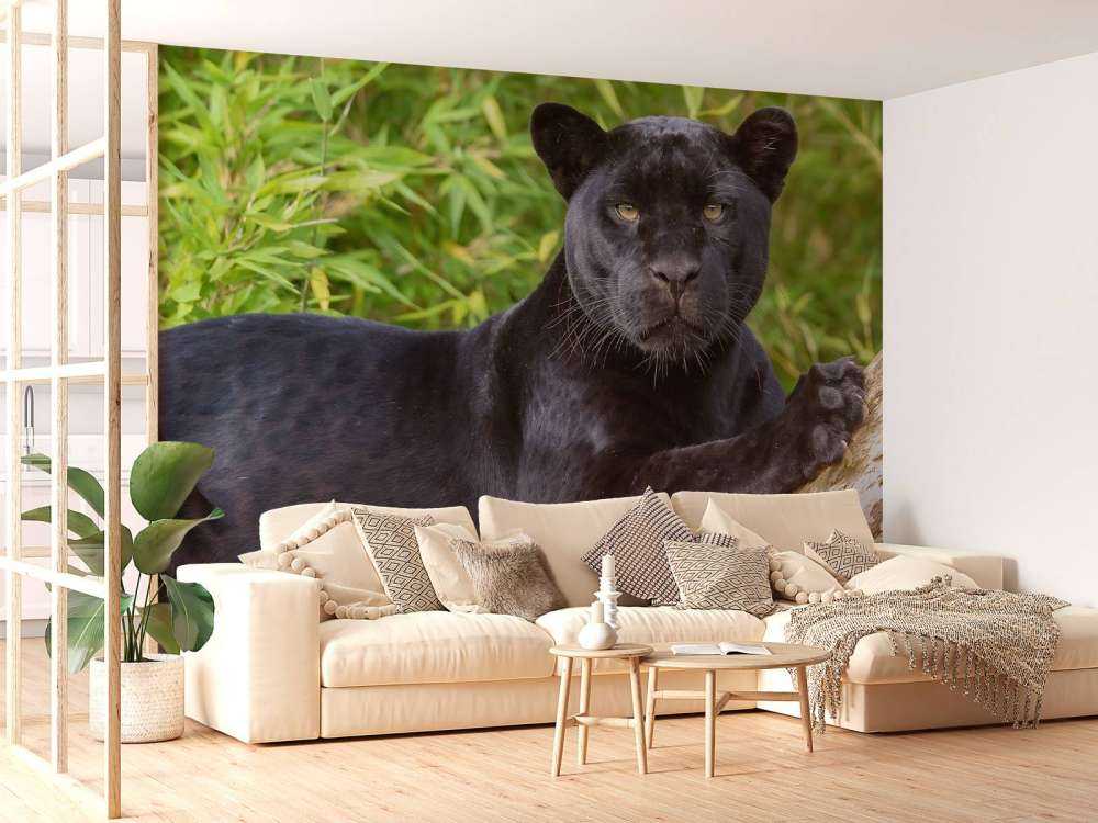 Panthère noire sur un arbre