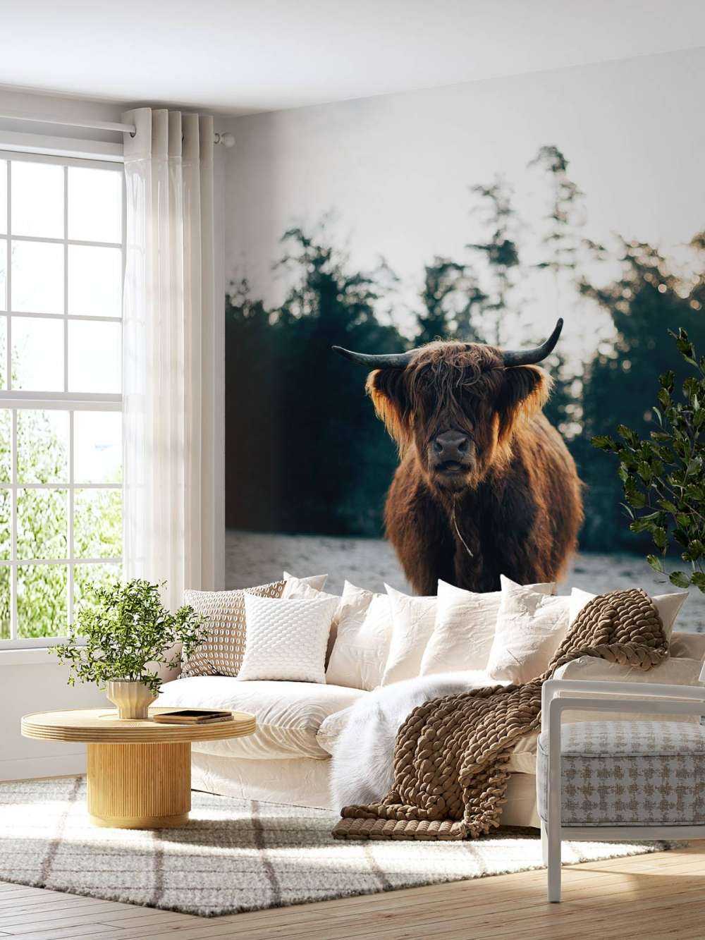 Highlander écossais dans le soleil du matin