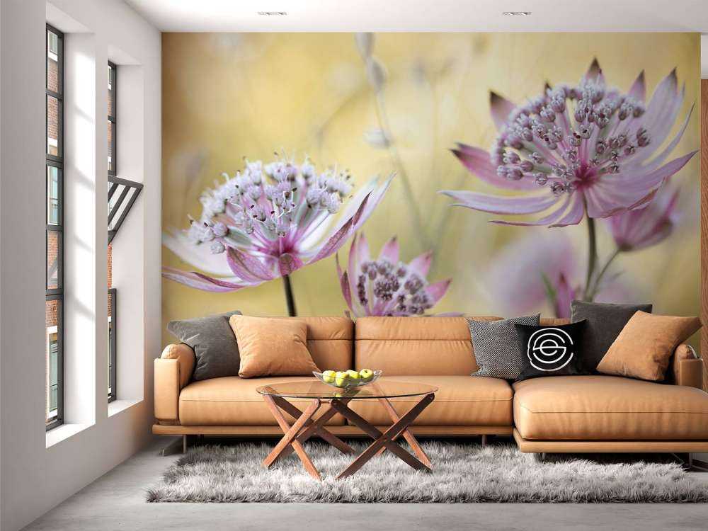 Astrantia Major
