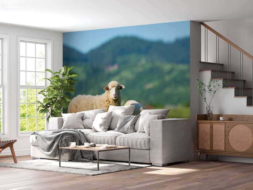 Deux moutons dans un pré