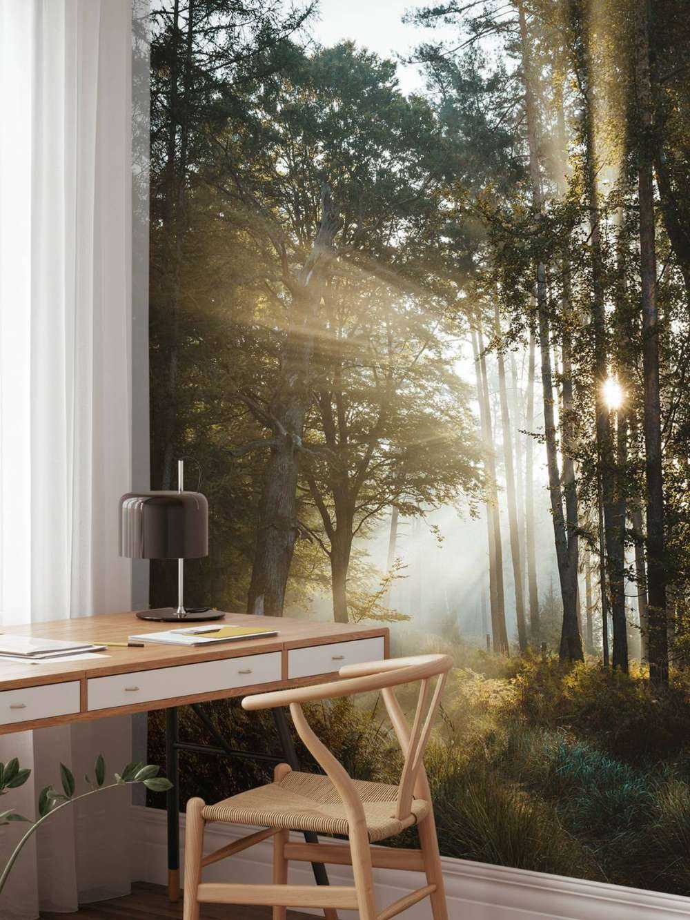 Lumière du matin éclatante à travers la forêt