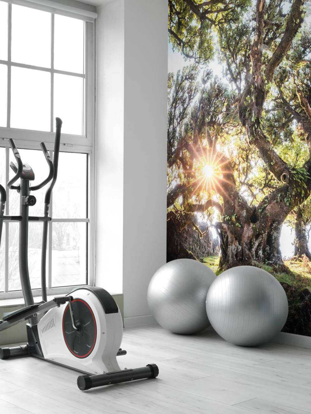 Lumière du soleil à travers les cimes d'arbres anciens