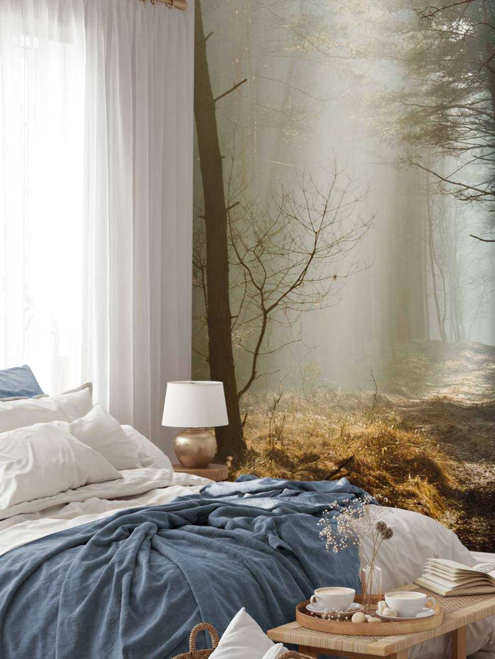 Rayons de lumière à travers la forêt