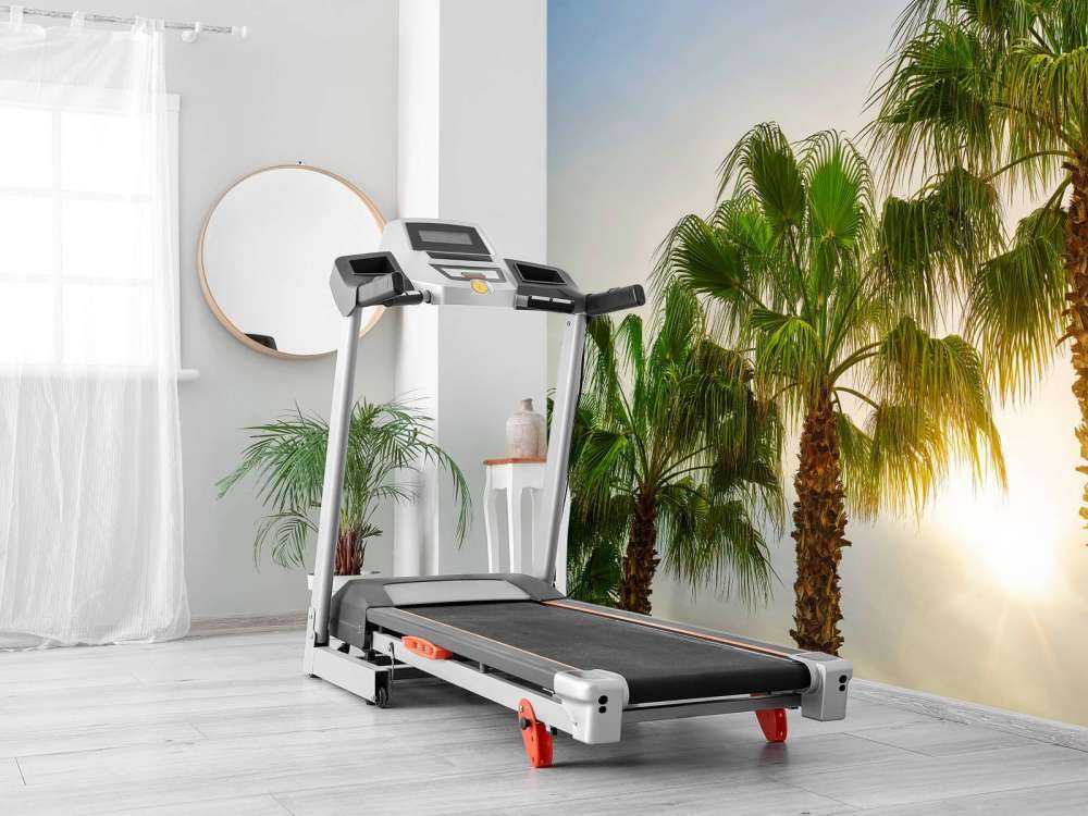 Des palmiers au soleil