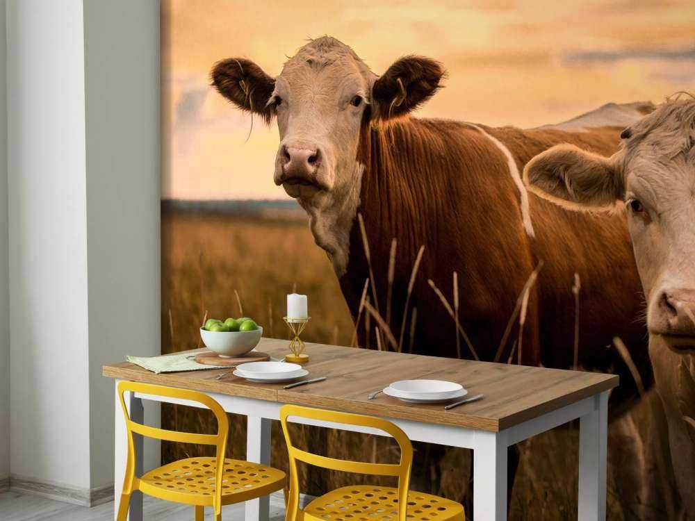 Les vaches au soleil du soir