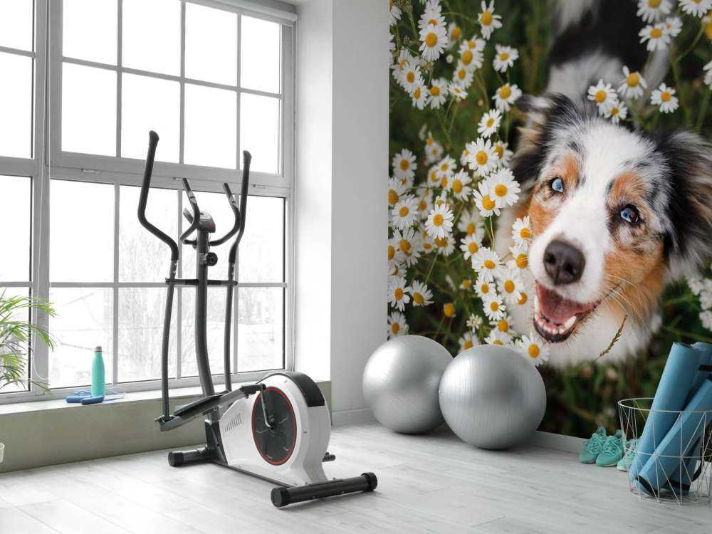 Un berger australien parmi les fleurs